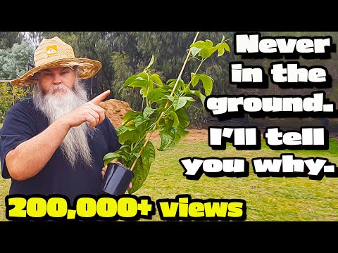 Видео: Как посадить и вырастить маракуйю в контейнере. Как избежать появления поросли в саду. Советы по ...