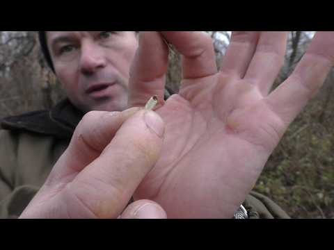 Видео: ГРИБЫ В НЕПРОХОДИМЫХ ДЕБРЯХ ИХ МНОГО! Как в джунглях!