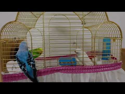 Видео: 20 октября 2025 г.