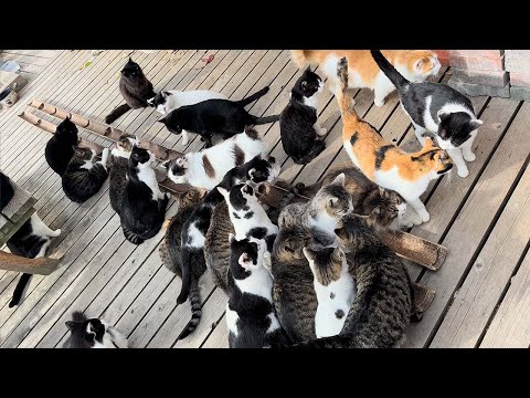 Видео: Посещение японского острова кошек🐈🐈🐈 | Остров Miyagi Tashirojima | ASMR