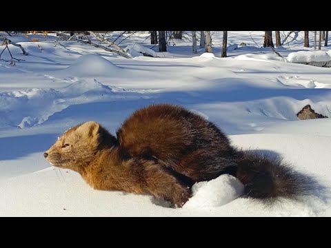 Видео: Закрытие путика,удачно 👍👍👍.