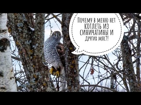 Видео: Ястреб Клюква бесит маленьких птичек в их Кафе. Ястреб, не еш, ухади!