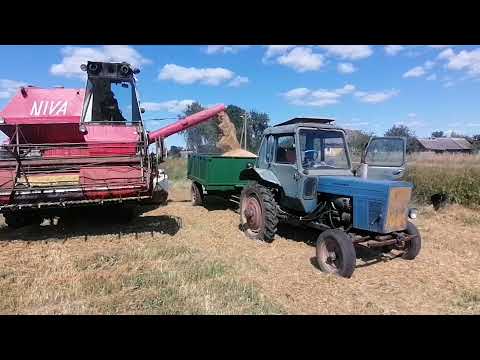 Видео: Уборочная в Белорусской глубинке, зерноуборочный комбайн СК-5 нива, самодельная сеялка и трактор
