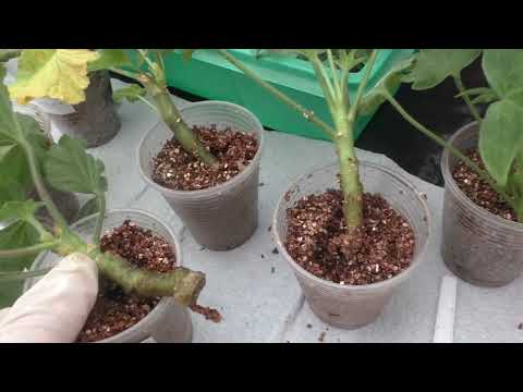 Видео: Результат укоренения черенков пеларгоний от 9 сентября.