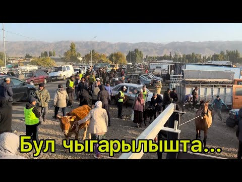 Видео: Талас мал базар,Кой,Эчки,Уй,Жылкы,Чоп кескич,араба,ж.н.б……..