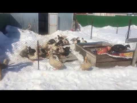 Видео: Инкубация яиц мускусной утки, инкубатор, гнезда для птицы, как заставить птицу нестись.