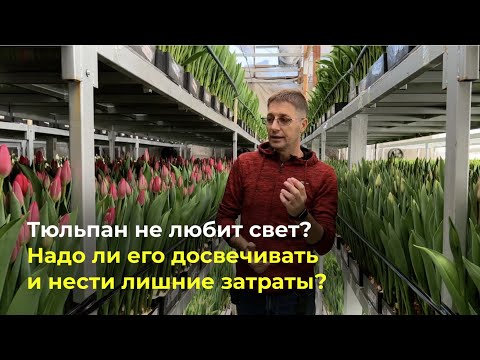 Видео: Нужна ли тюльпанам досветка?