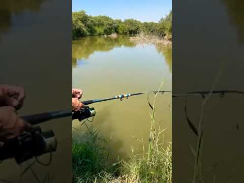 Видео: #fishing #отдых #carp #fish #сазан #тихоня #спорт