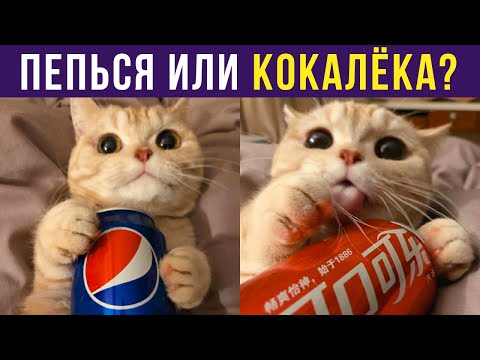 Видео: Приколы с котами. ПЕПЬСЯ ИЛИ КОКАЛЁКА? | Мемозг #288