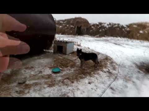 Видео: Оторвалась собака и забежала до коров, что с этого получилось?