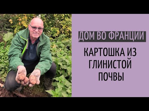 Видео: выкопали картошку| урожай из глиняной почвы во  Франции