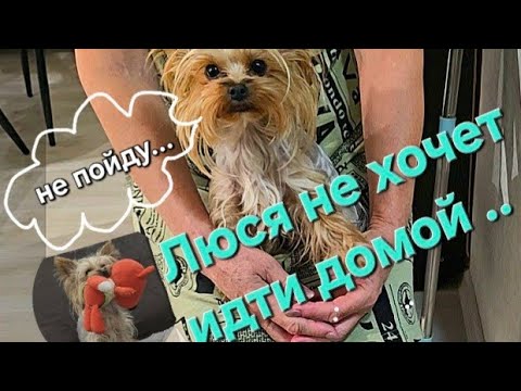 Видео: Люська в гостях/вечерняя прогулка.