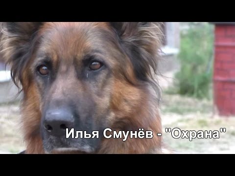 Видео: Илья Смунев - "Охрана"