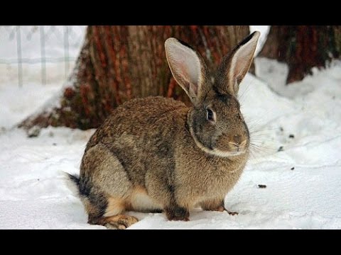 Видео: Кролики:содержание зимой.