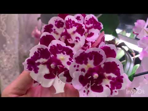 Видео: Новогодние роспуски 🦋🌺Орхидеи бабочки. С новым 2025 годом 🎄🐍