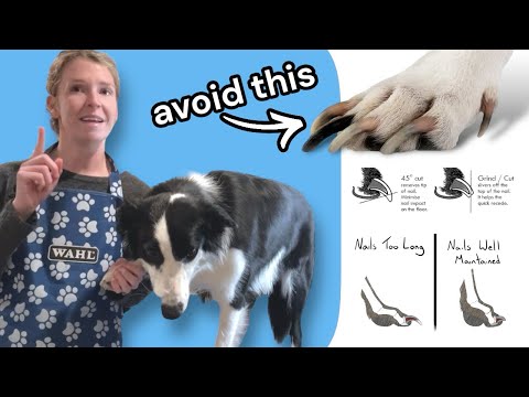 Видео: Безопасное и эффективное удаление волос у вашей собаки: советы грумера для достижения успеха!
