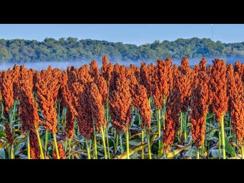 Видео: 5 самых прибыльных сортов сорго | Smart Agri Hub