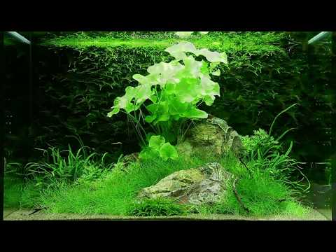 Видео: Оформление аквариума на 100 литров от Tropica