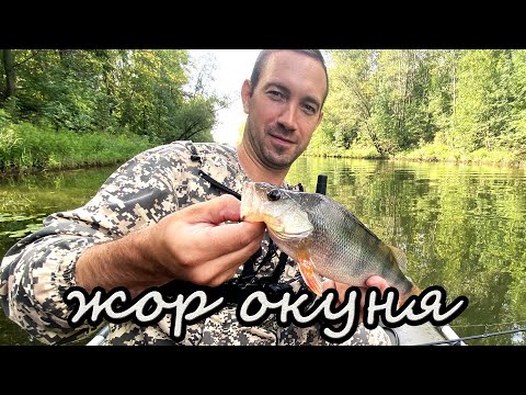 Видео: Жор окуня в Самаре или жёлтый полосатик на отводной поводок)