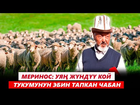 Видео: Меринос: Уяң жүндүү кой тукумунун эбин тапкан чабан