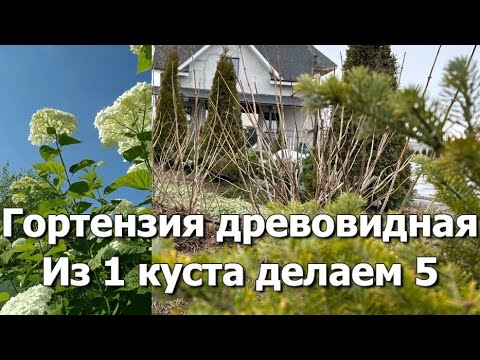 Видео: 2 способа размножить гортензию древовидную | Из 1 куста делаем 5 гортензий древовидных