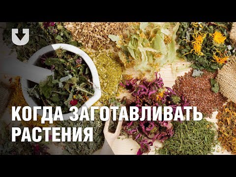 Видео: Как собирать лечебные травы и растения