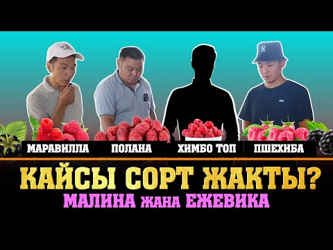 Видео: Малина менен Ежевиканы даамдап салмагын ченеп көрдүк. Жыйынтыгы бизди шок кылды!