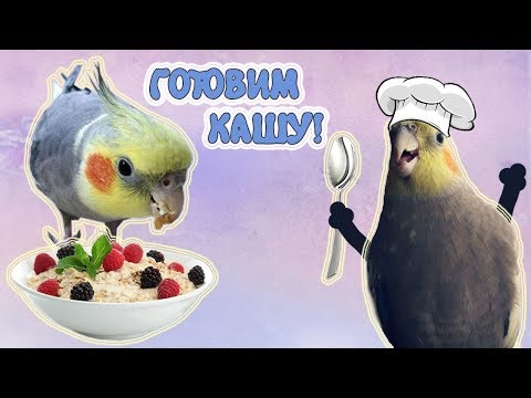 Видео: Как приготовить кашу для попугая?