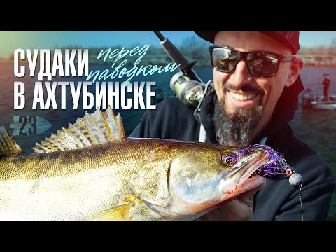 Видео: Судаки в Ахтубинске | Перед паводком на Волге | Андрей Старков