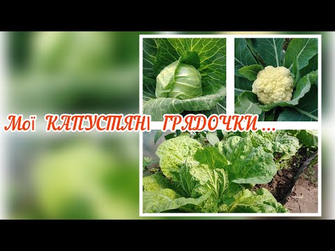 Видео: як росте моя капуста / ВИРОЩУВАННЯ КАПУСТИ .