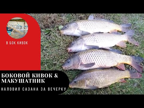 Видео: БОКОВОЙ КИВОК & МАКУШАТНИК. ПРЯТНЫЕ НЕОЖИДАННОСТ НА РЫБАЛКЕ
