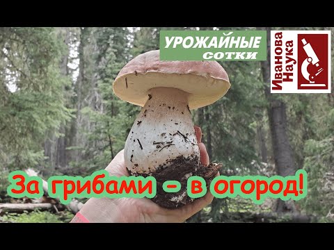 Видео: Как выращивать БЕЛЫЕ и прочие микоризные ГРИБЫ на даче? Подбираем участок и посадочный материал.