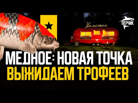 Видео: Высиживаем трофейных карпов на оз. Медном ● Русская рыбалка 4 ● Перчик РР4