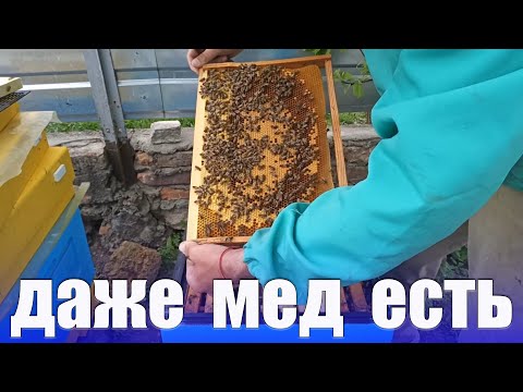 Видео: Результат постановки второго корпуса пчелам. Метод американского пчеловода-промышленника  Демари