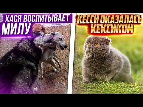 Видео: Невинка воображуля😍 Будни наших подопечных. Кесси оказалась Мальчиком🤭.Заказали дверь в Котизал.