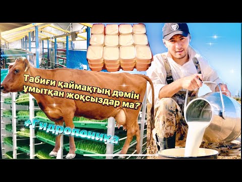 Видео: Мал шаруашылық | Табиғи қаймақтың дәмі /Сиырды қалай сауады?