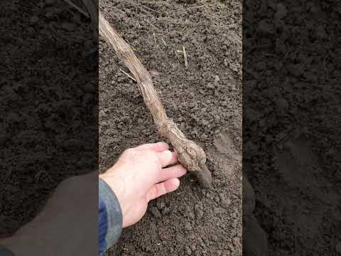 Видео: Обрезка молодых саженцев винограда на зиму!