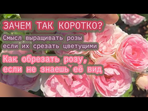 Видео: ОБРЕЗКА РОЗ ПОСЛЕ ПЕРВОГО ЦВЕТЕНИЯ - ответы на вопросы.