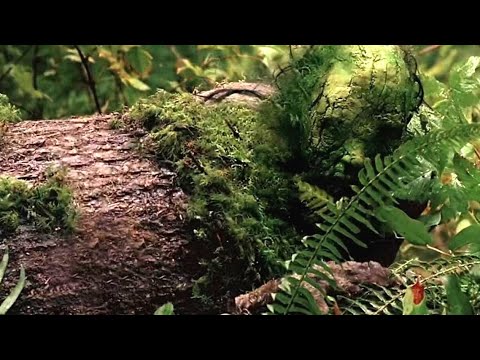 Видео: Потеряли сына в лесу, а через 10 лет нашли совсем не то, что ожидали
