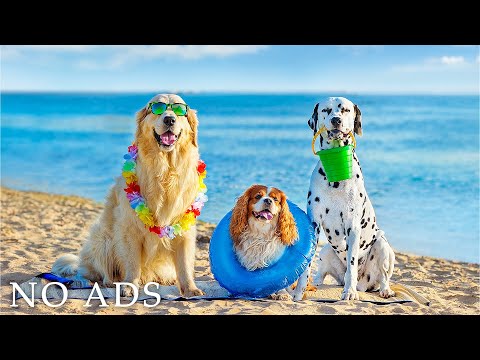 Видео: 2 часа собак, так что собаки 🐶 против беспокойства для собак, которые остались в одиночестве дома
