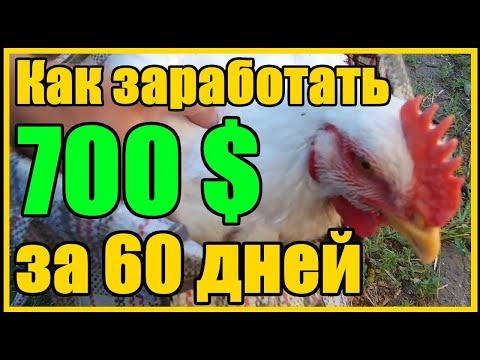 Видео: Технология выращивания бройлеров 700 долларов за 60 дней на 100 бройлерах породы Кобб - 500