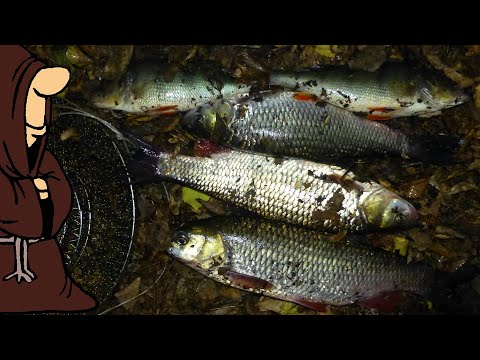 Видео: Снова надолбили Голавлей и пару Окуней! Рыбалка на том же месте, только ночью на реке Сок в Сентябре