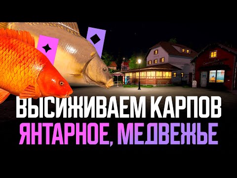 Видео: Высиживаем трофеев на Янтарном и Медвежьем ● Русская рыбалка 4 ● Перчик РР4