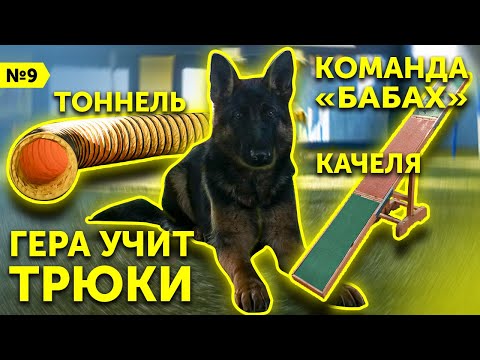 Видео: №9 Дрессировка немецкой овчарки со щенка | Три новых трюка | Команда "Бабах" | Школа DRED