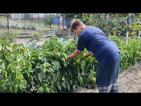 Видео: Мама дегустатор помідорів!