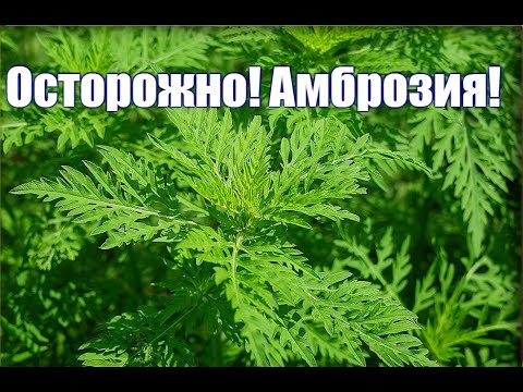 Видео: АМБРОЗИЯ! Какой вред может причинить сорняк с красивым названием? Рекомендую посмотреть. ДАЧА УДАЧИ