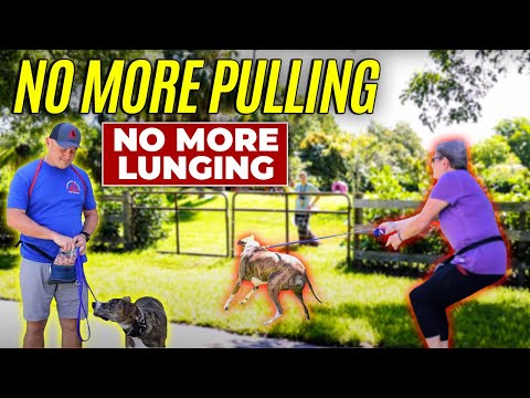 Видео: Исправьте перетягивание поводка и выпады уже сегодня!