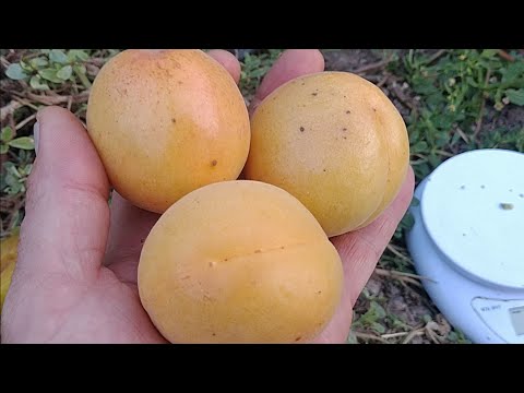 Видео: Абрикос Конгат. Apricot Congat. Дуже пізній сорт з хорошим смаком