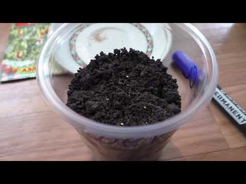 Видео: Выращивание дерезы (ягода годжи) из семян, практический опыт.