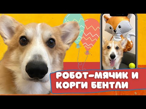Видео: Робот-мячик!? Собачья распаковка. Смешные животные. Говорящий корги.